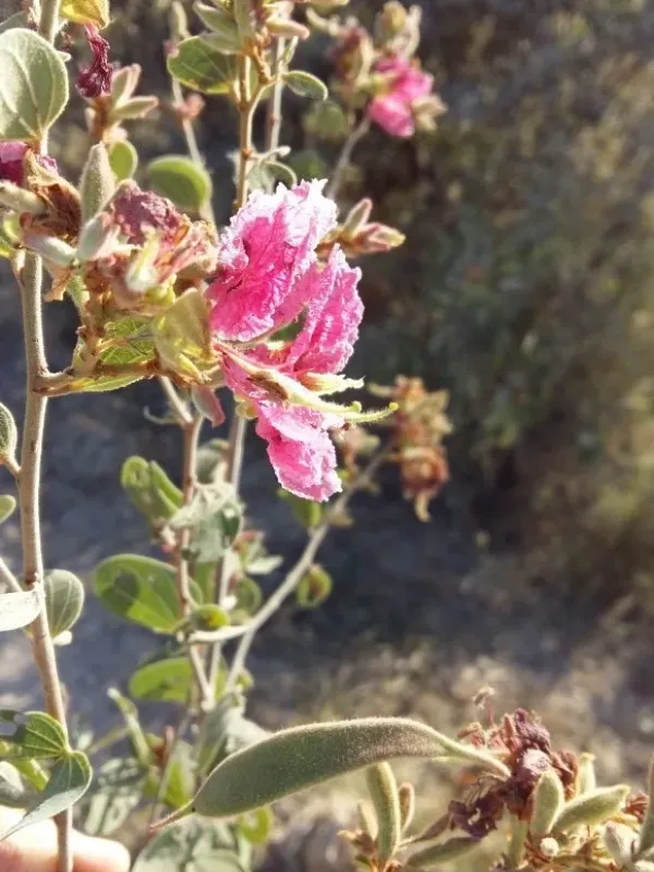 Bauhinia urbaniana