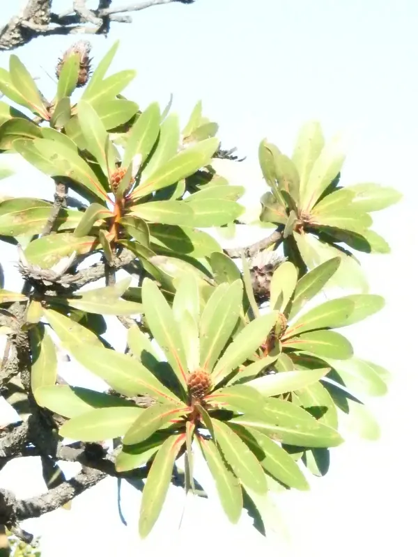 Protea rubropilosa