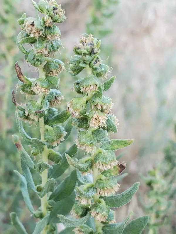 Poverty weed