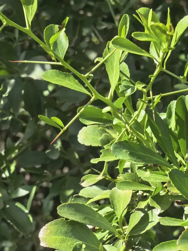 Gymnosporia buxifolia