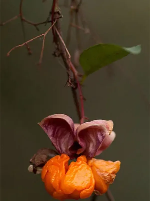Gymnosporia mossambicensis