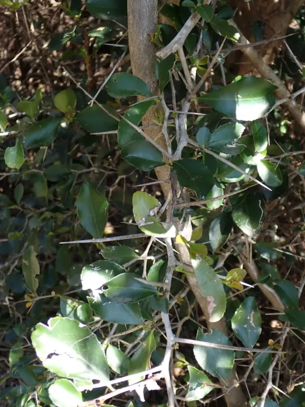 Gymnosporia nemorosa