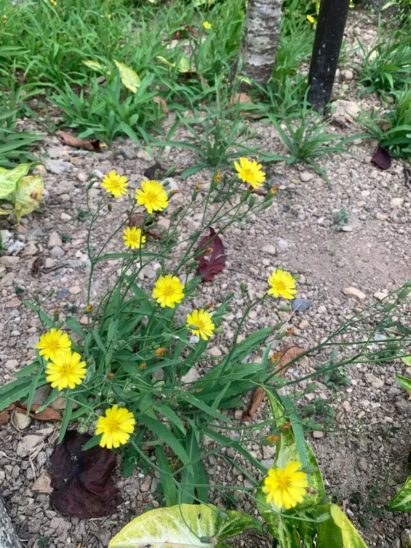 Ixeris chinensis