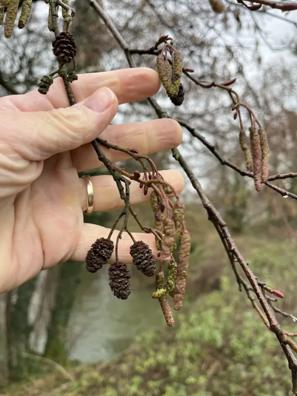 Black alder