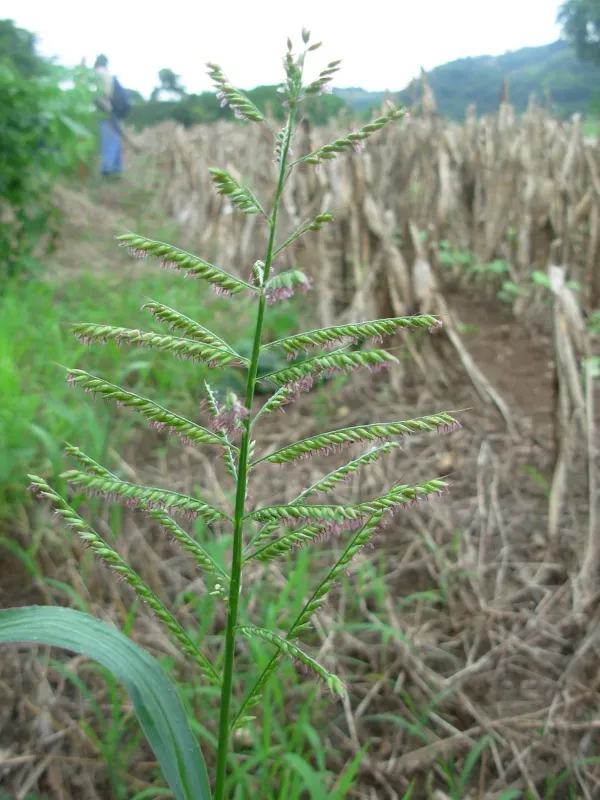 Ixophorus unisetus