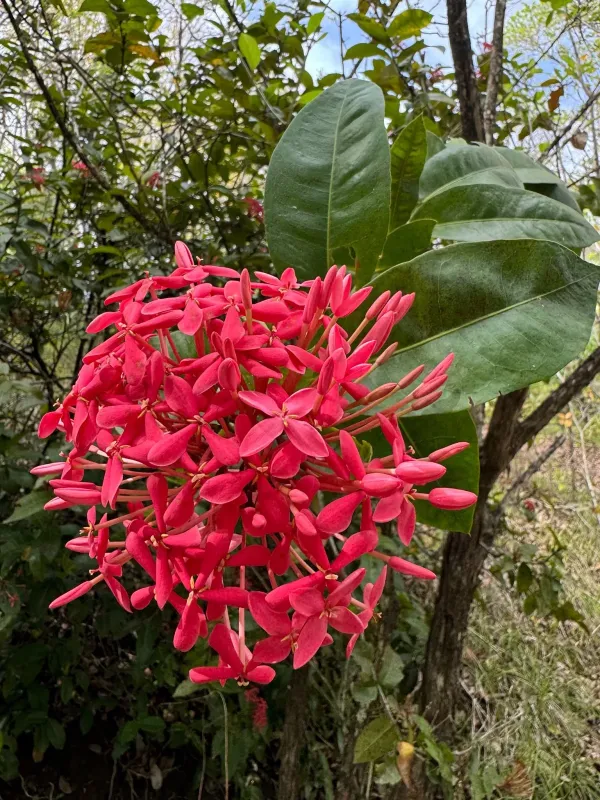 Ixora coccinea