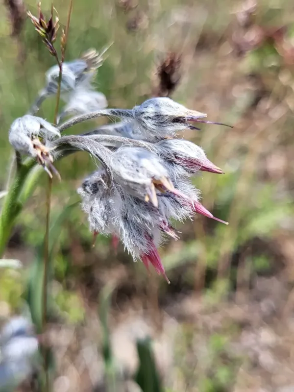 Rindera lanata