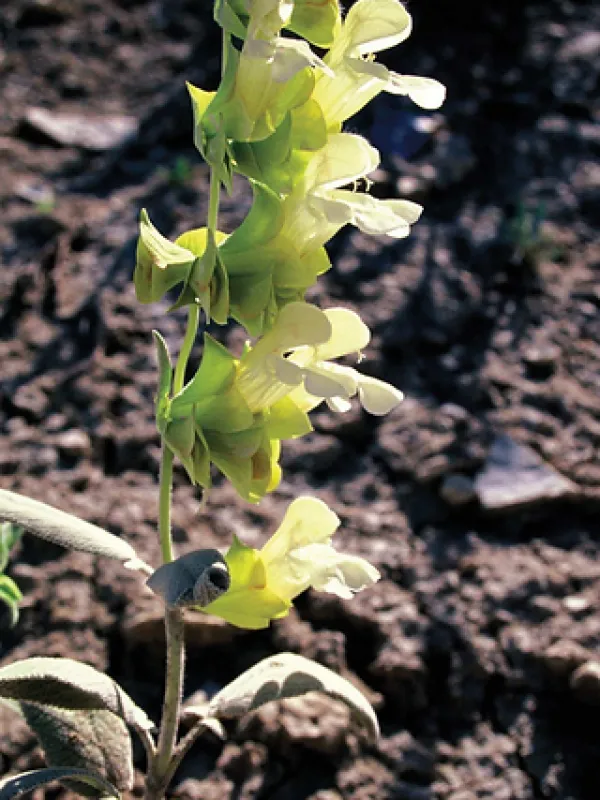 Salvia kronenburgii