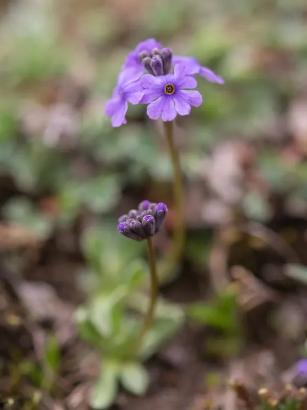 Primula glabra