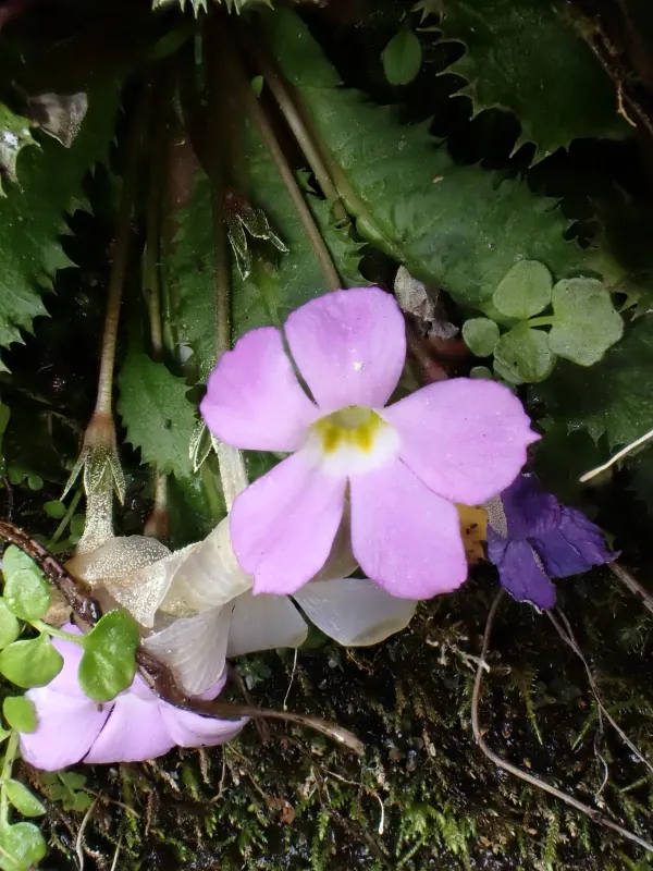 Primula gracilipes