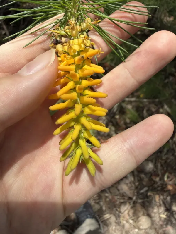 Pine-leaf geebung