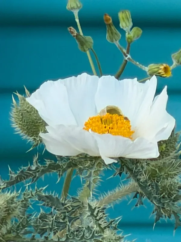 Argemone pleiacantha