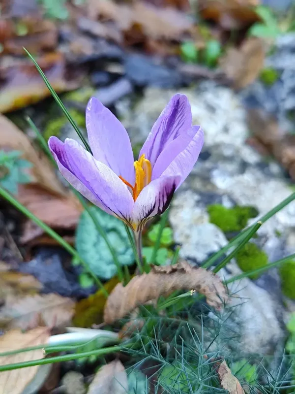 Crocus imperati