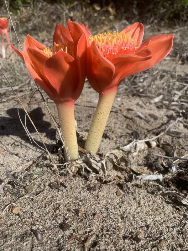 Blood Lily