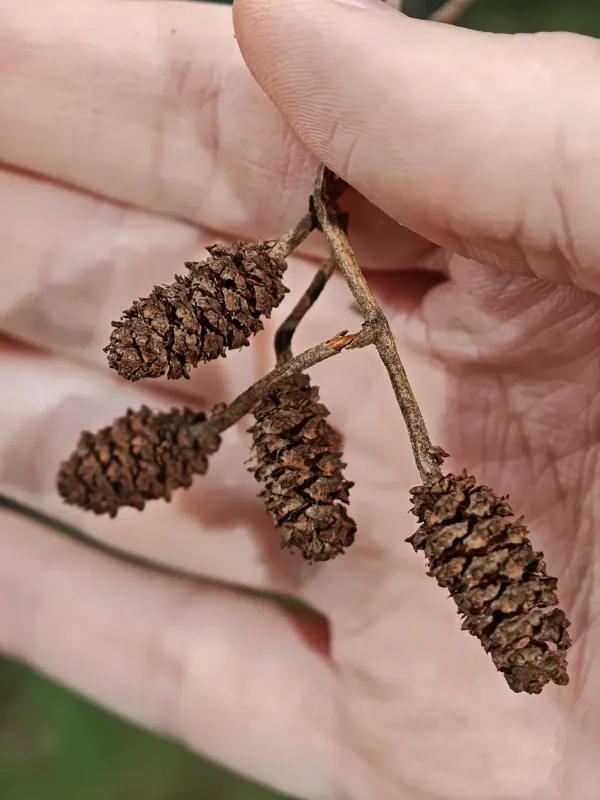 Lusitanian alder