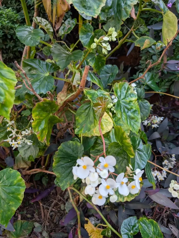 Begonia minor