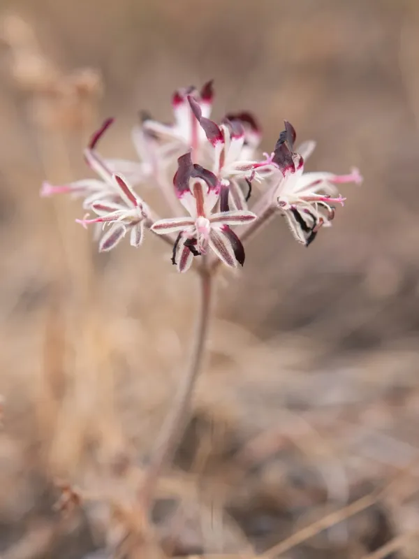 Pelargonium auritum