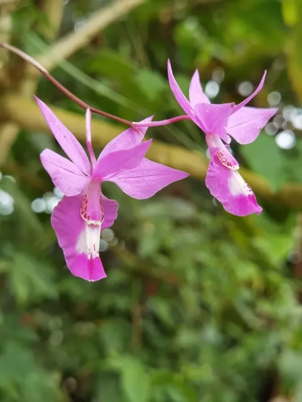 Barkeria lindleyana