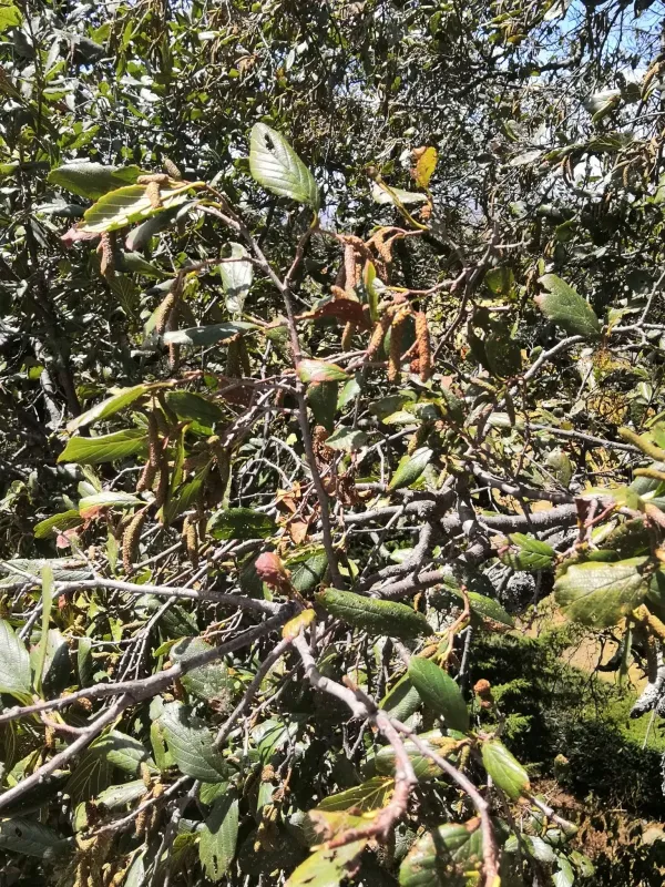 Andean alder