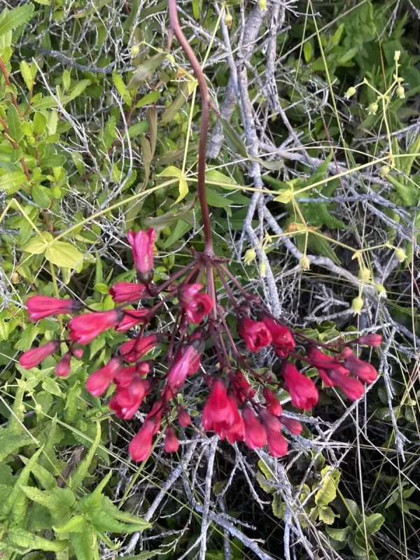 Bomarea salsilla