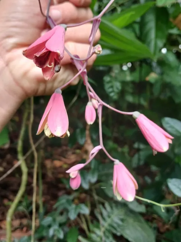 Bomarea edulis