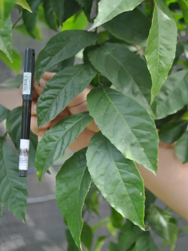 Clausena anisum-olens