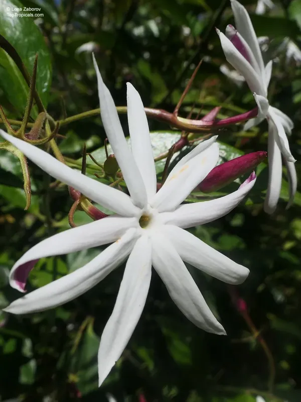 Magnificent Jasmine