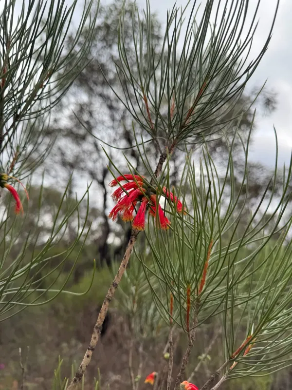 Melaleuca gilesii