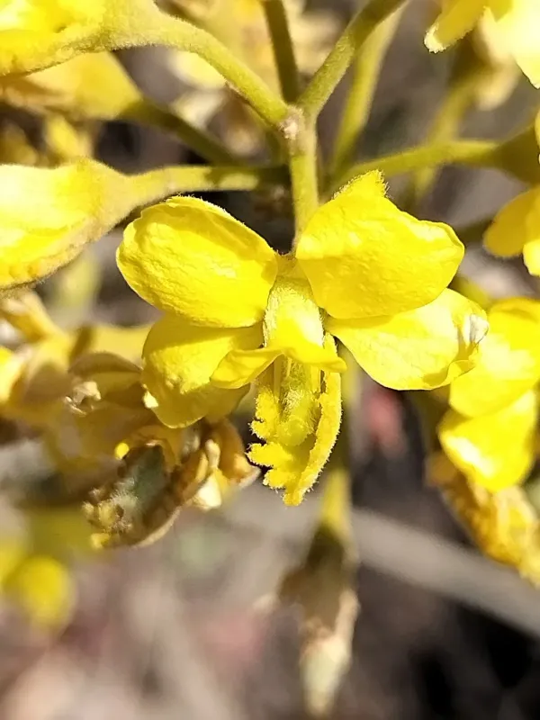 Coulteria platyloba
