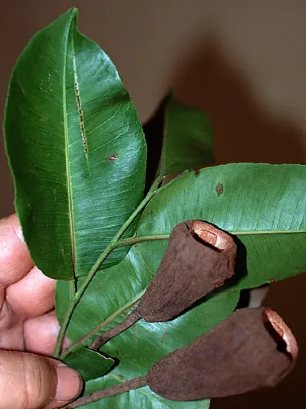 Cariniana domestica