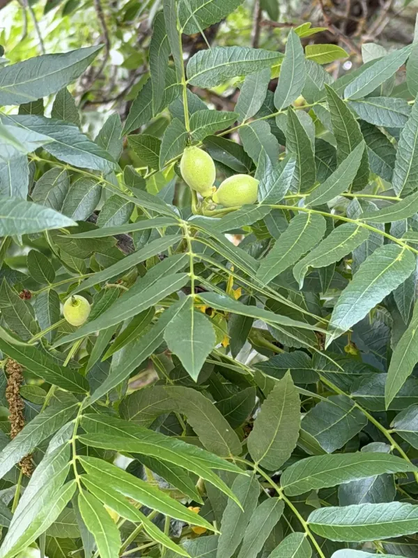 Hinds walnut