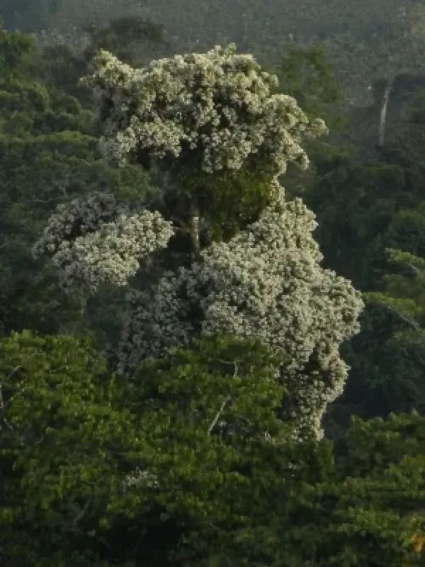 Cordia megalantha