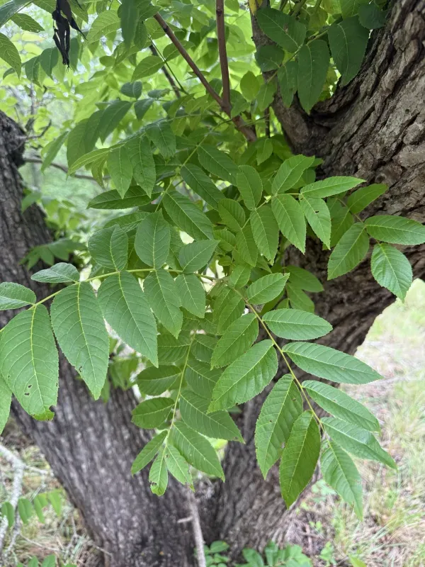 Arizona walnut