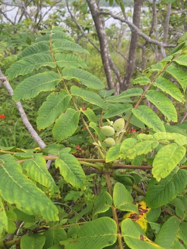 Manchurian walnut