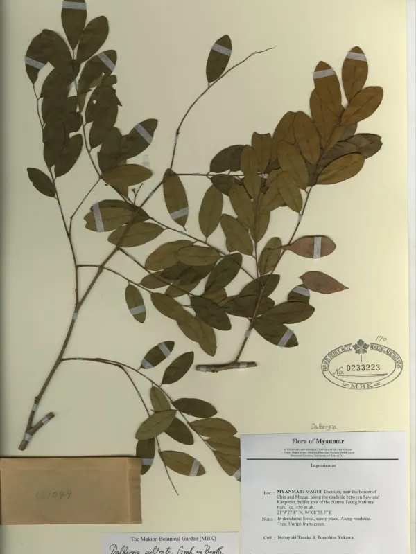 Dalbergia cultrata