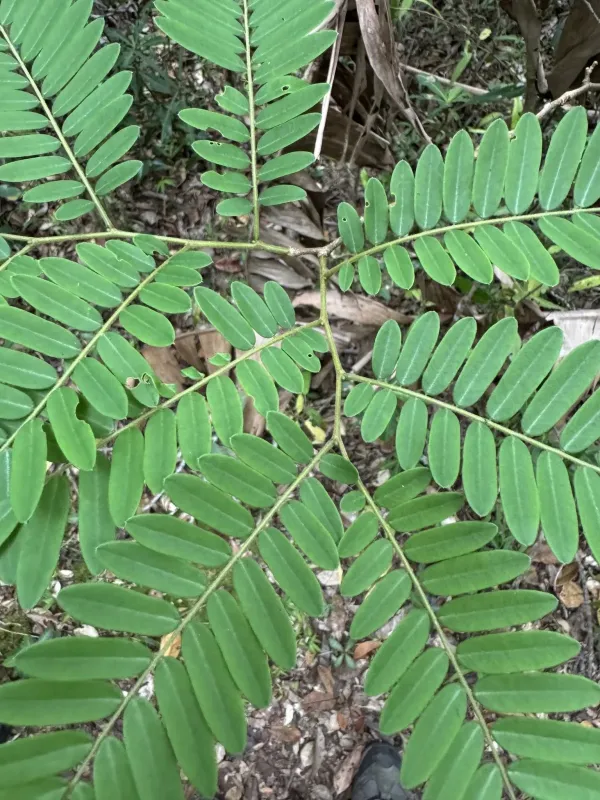 Dalbergia monticola