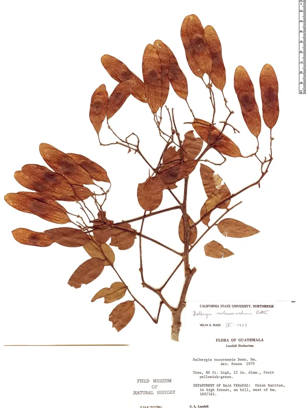 Dalbergia tucurensis