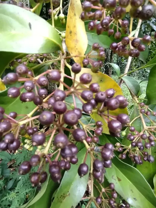 Dendropanax cuneatus