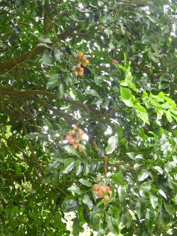 Rose mahogany