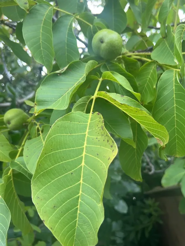 Common walnut