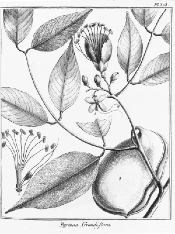 Eperua grandiflora
