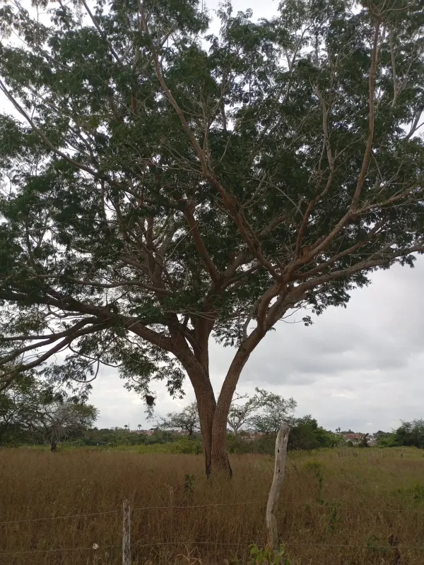 Enterolobium Timbouva