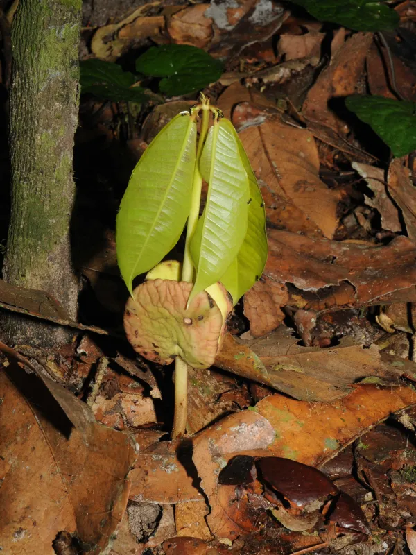 Gilbertiodendron dewevrei