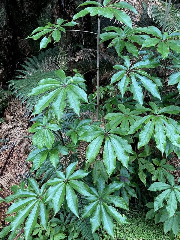 Schefflera decaphylla