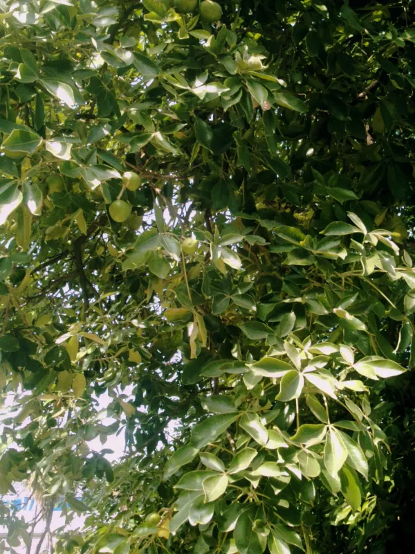 Casimiroa tetrameria