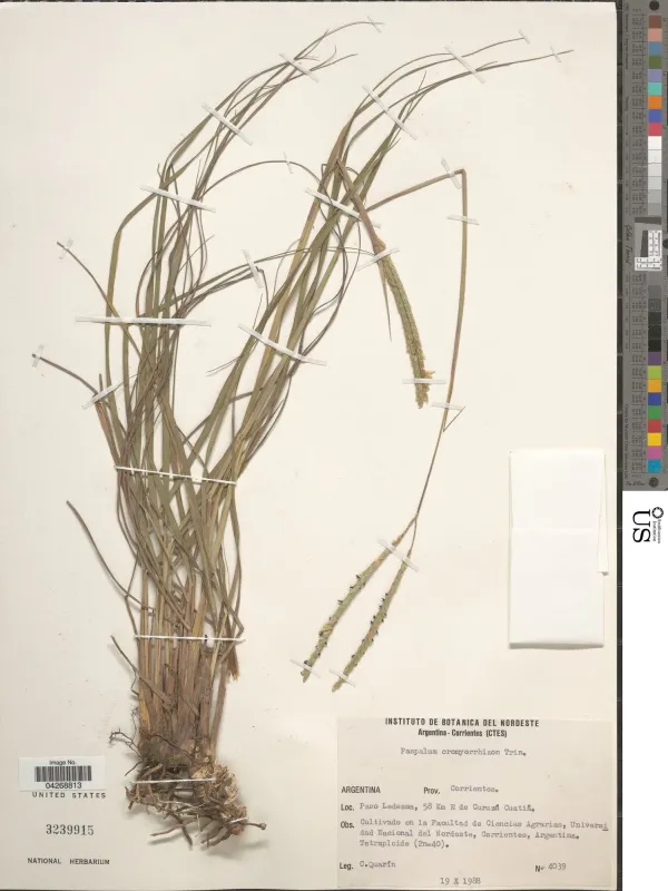Paspalum cromyorhizon