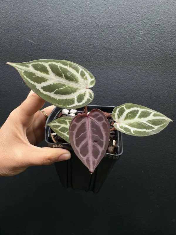 Anthurium hybrids