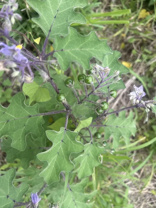 Паслін фіолетовий