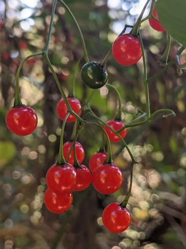 Solanum pittosporifolium