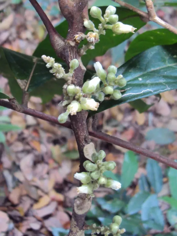 Hemigyrosa canescens